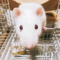 引っ越しが決まってしまい飼えなくなりました、