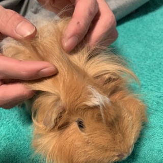 ２匹のモルちゃん。