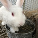 日本白色種のオス可愛がってくれる方募集です。