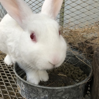 日本白色種のオス可愛がってくれる方募集です。