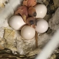 シルバー文鳥ヒナ3羽里親様募集