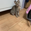 ジャパニーズボブテイル