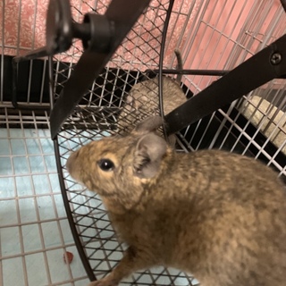 デグー3匹里親様募集