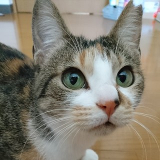 初心者向け,言葉を理解穏やか小柄三毛ﾐｰﾅ