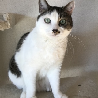 アツコ、猫は苦手、人は大好き❣️ 1匹飼い希望