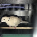 数珠掛け鳩 若鳥 ♂