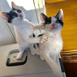 性格、可愛さお墨付きな白黒ちび兄弟にゃん。