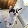 性格、可愛さお墨付きな白黒ちび兄弟にゃん。 サムネイル3