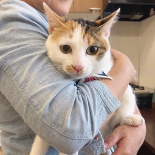 賢く健気な三毛猫「ママ」ちゃん♡