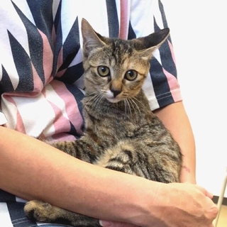 むぎわら美猫「きぃ」ちゃん♡