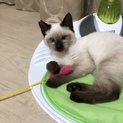 ねねちゃんの里親募集！
