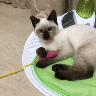 ねねちゃんの里親募集！