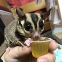 フクロモモンガ 男の子10ヶ月  人馴れ◯