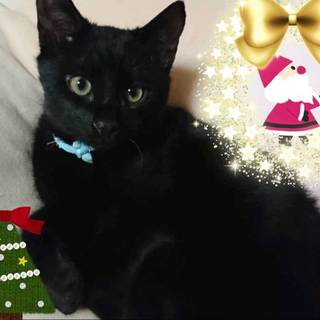 可愛い黒猫の子猫 アダム