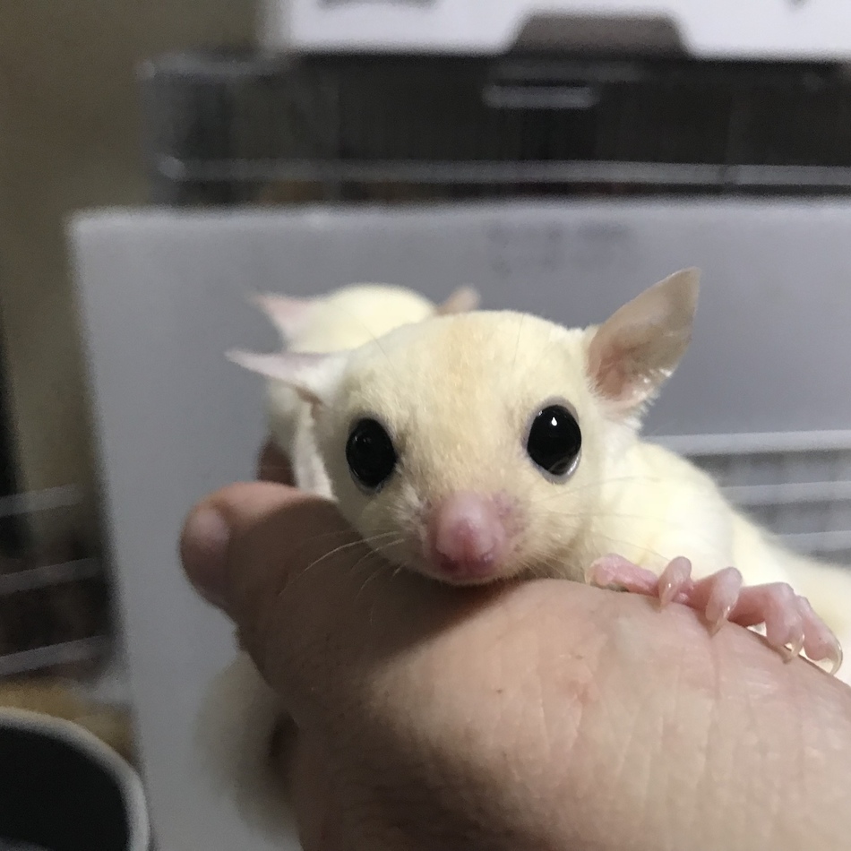 クルミのカバー写真