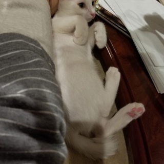 里親様決定❤  ありがとうございました