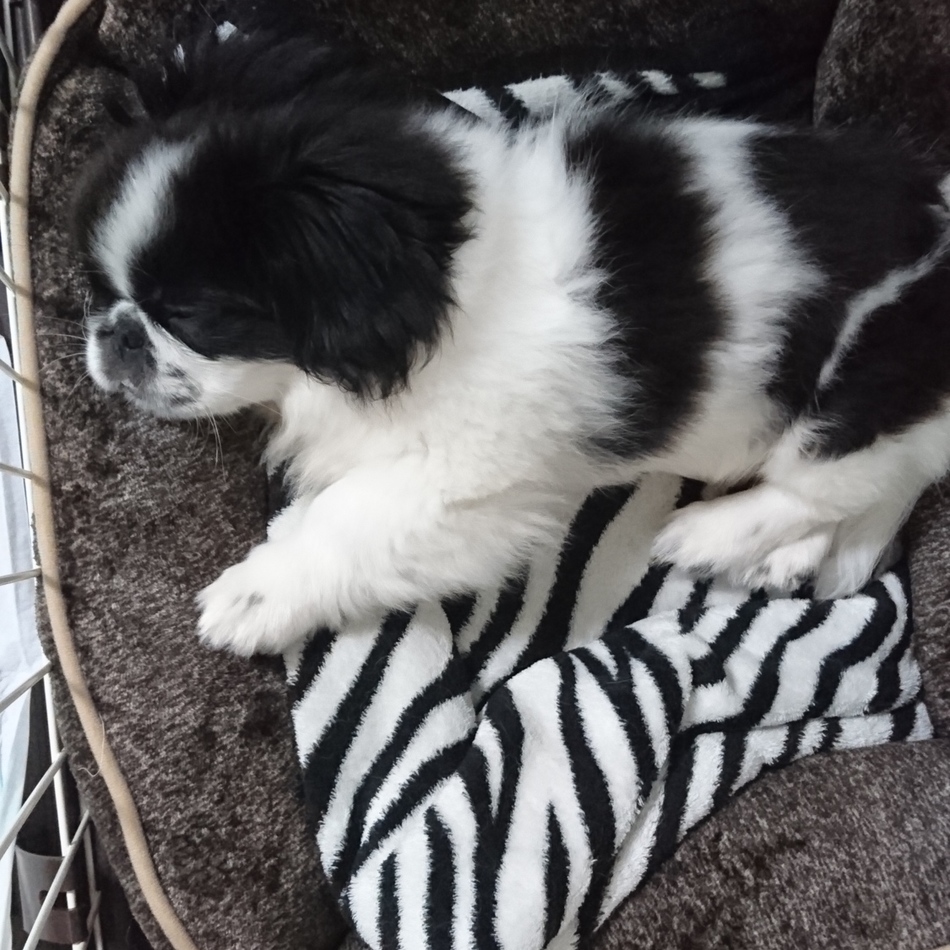 大佐のカバー写真