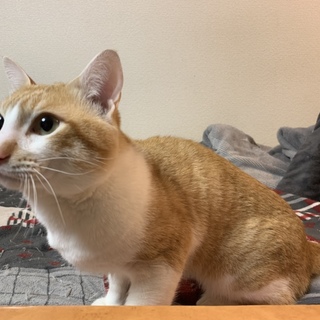 茶トラ(オス)2歳