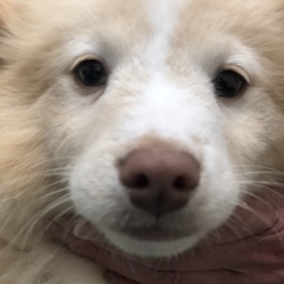 モフモフ可愛い子犬の男の子♪生後３カ月位です