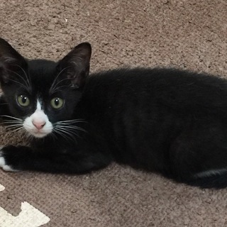 お目々がパッチリソックス履いた子猫です♪