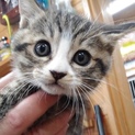 ありがとうございます。虐待から保護のウル君
