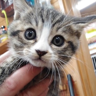 ありがとうございます。虐待から保護のウル君