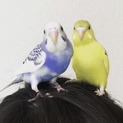 セキセイインコ里親募集