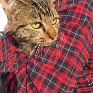 チャールズ君の里親さん募集