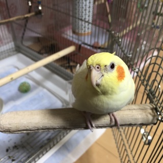 大事に育ててくれる方探しています。