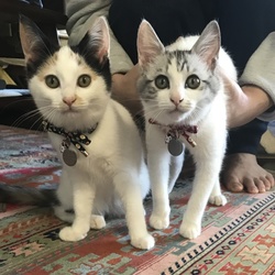 「あけまちて」サムネイル1