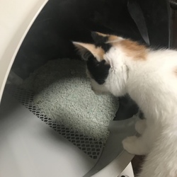 「あけまちて」サムネイル3