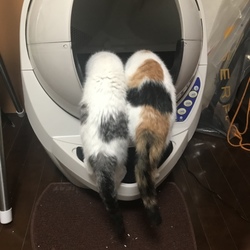 「あけまちて」サムネイル2