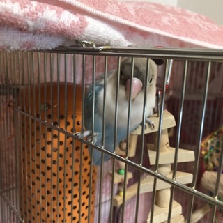 育ててくれる方募集します。