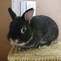 保護うさぎ/156イコムくん
