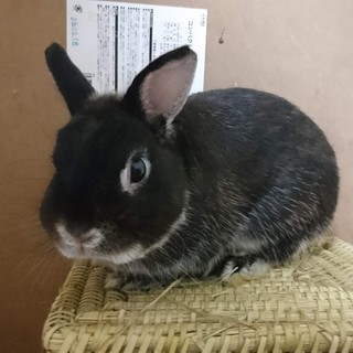 保護うさぎ/156イコムくん