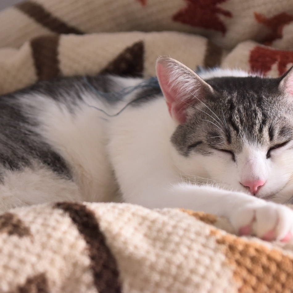 珠優(しゅう)のカバー写真