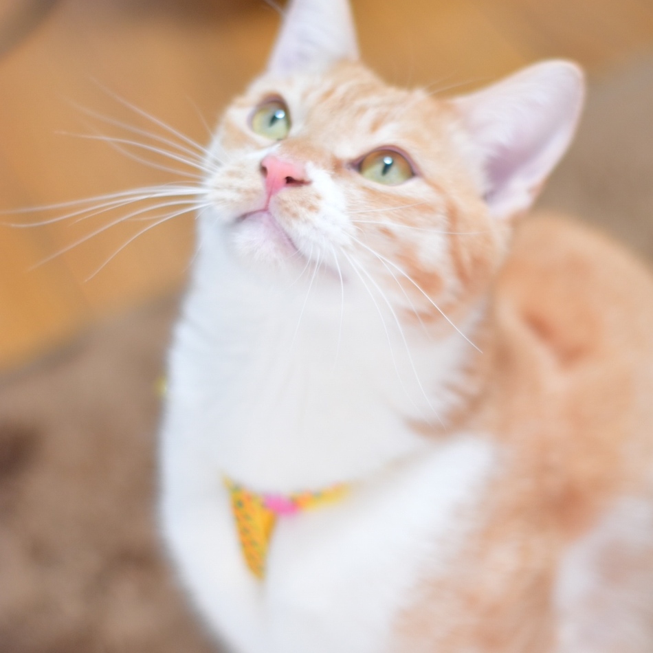 陽葵(ひなた)のカバー写真