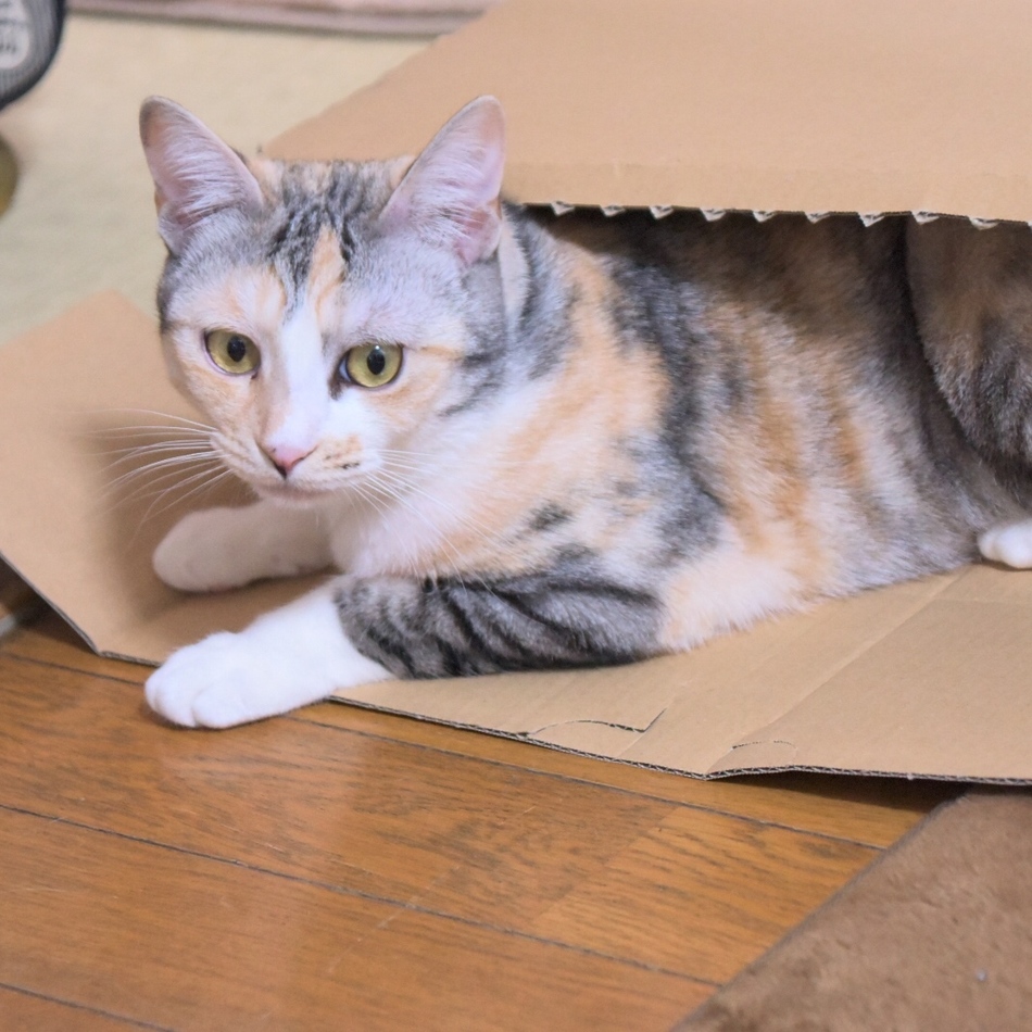 美華(りは)のカバー写真