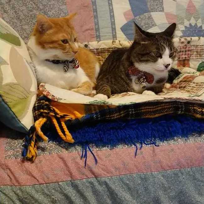 takochiのカバー写真