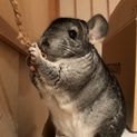 チンチラの里親を探しています