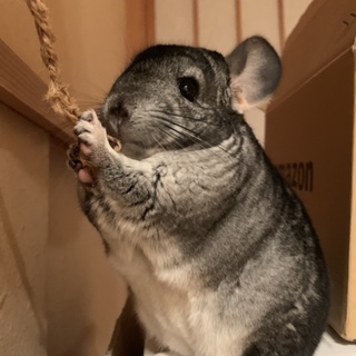 チンチラの里親を探しています