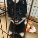 ポメラニアン里親さん募集中です