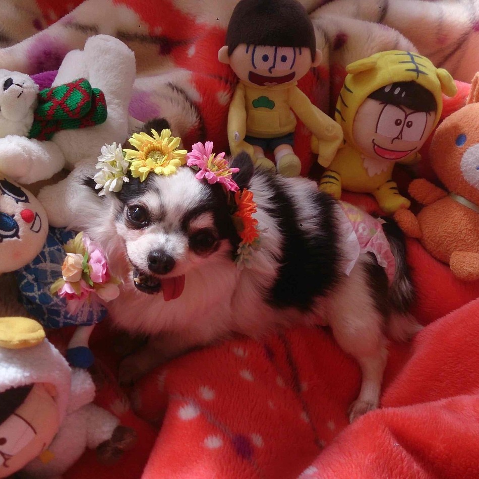 ぺこのカバー写真