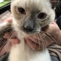 元気すぎるシャム系バブくん