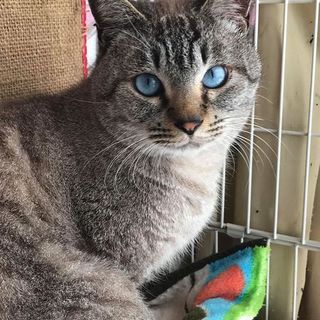 宝石の瞳シャム系ぺころす君マイクロチップ挿入済