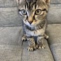 子猫の里親さん探しています