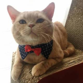 【1/6東日本橋】スコティッシュ♡たぬきくん