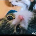 膝から降りませんよー 三ヶ月の神くん