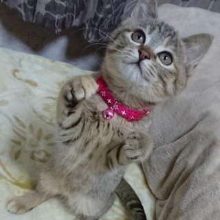 むぎわら子猫のピュレちゃん