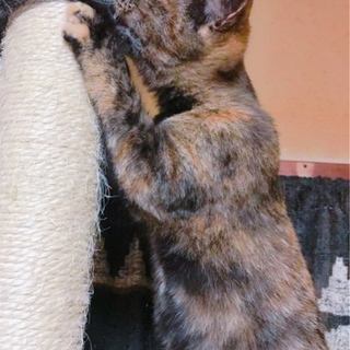 優しく穏やか 人犬猫大好きな サビ猫さなえちゃん